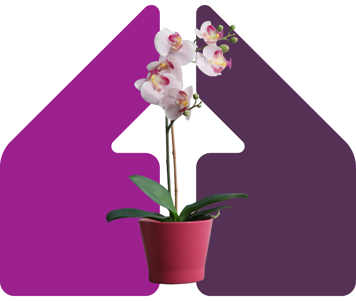 Image showing an orchid